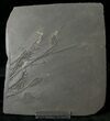 Pyritized Crinoid Assemblage From Hunsrück Slate #17540-1